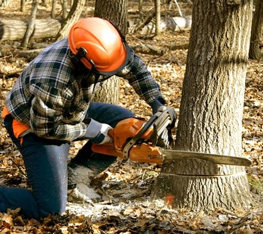 Tree Removal in Matewan, WV